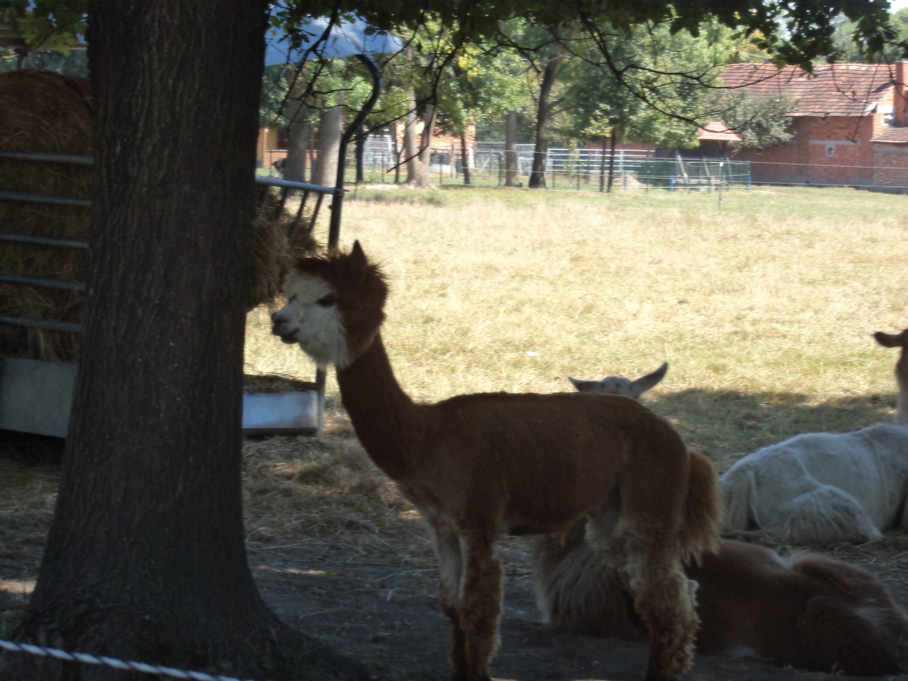 Szijártóháza 25 fő Éledő falvak